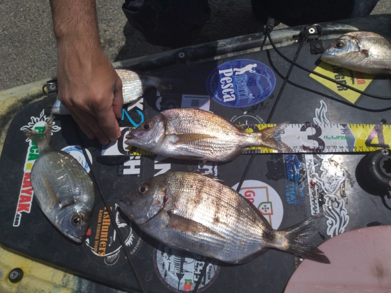 Fish Measure Picture